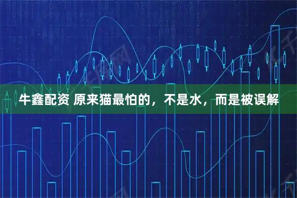 牛鑫配资 原来猫最怕的，不是水，而是被误解