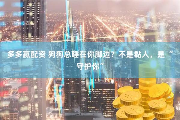 多多赢配资 狗狗总睡在你脚边？不是黏人，是 “守护你”